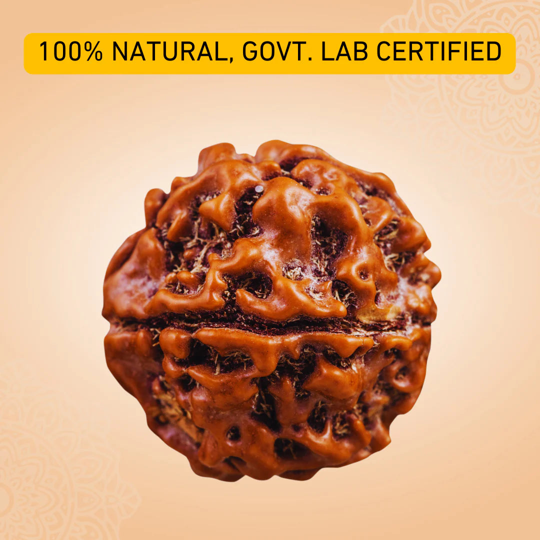 7 MUKHI NEPALI RUDRAKSHA WITH SILVER CAP